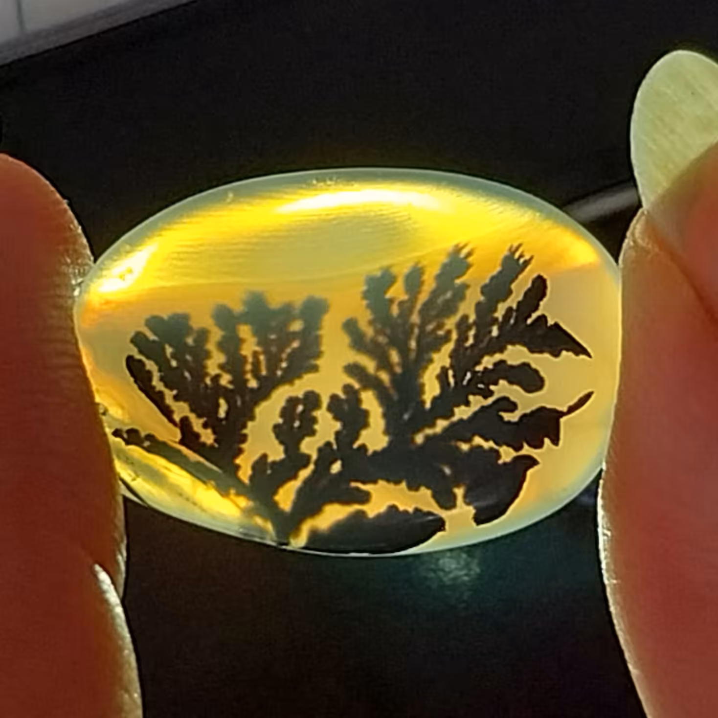 نگین شجر سیاه قائنات بسیار خاص