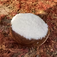 پودر نارگیل چرب سریلانکا