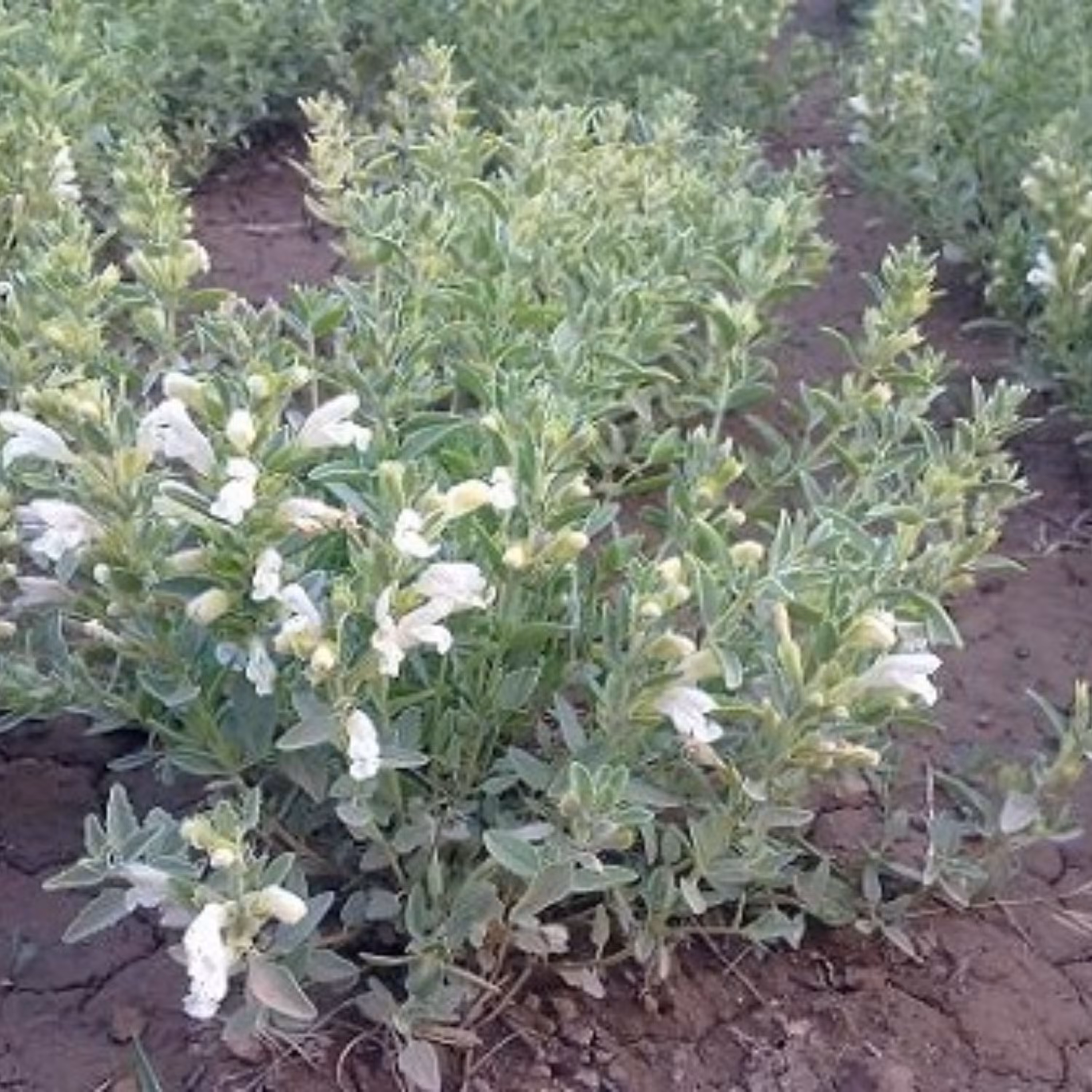 بذر زرین گیاه 1 گرمی 