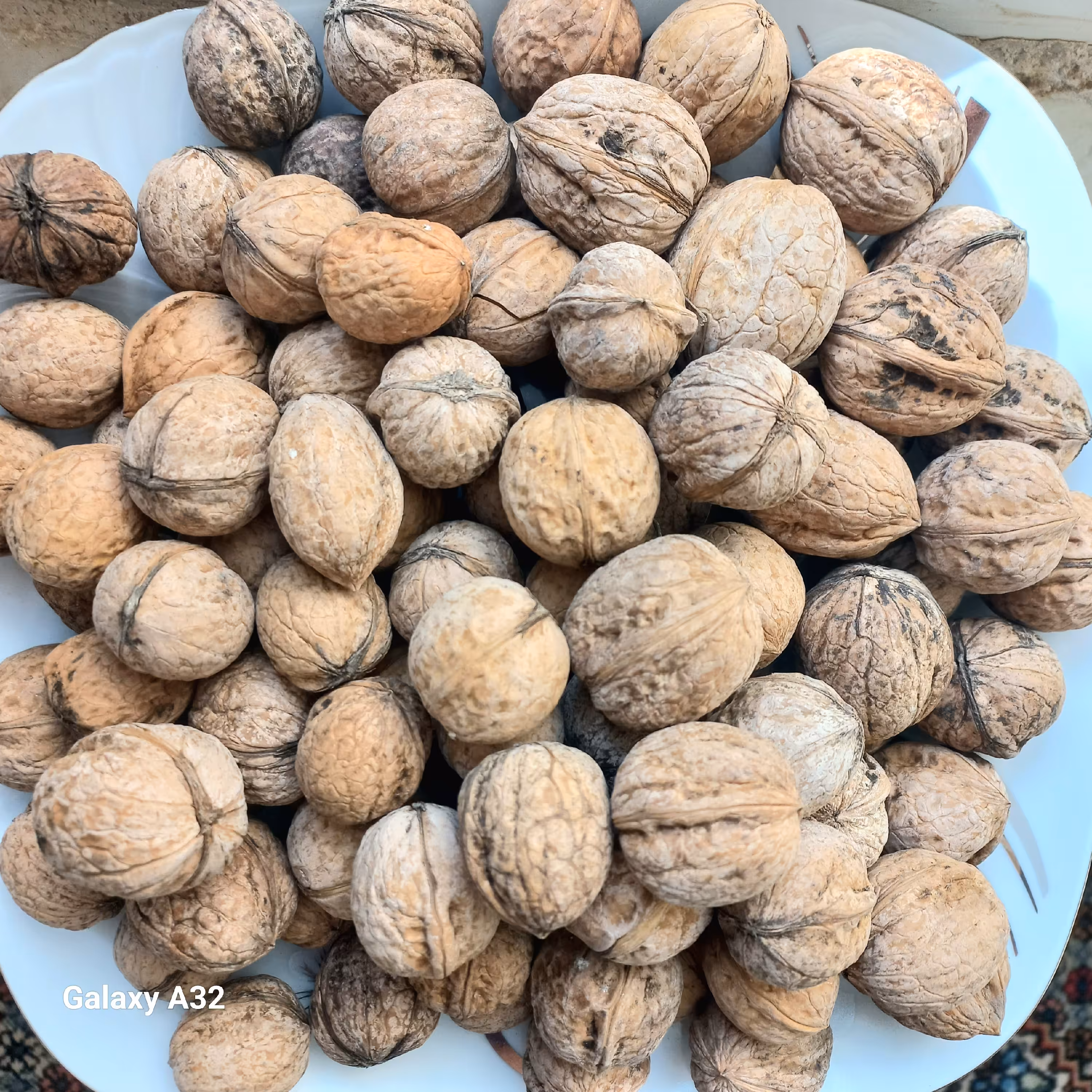 گردوامسالی مخطوط چند درخت از هر ده عدد یک یا دو عدد سوزنی است و بقیه معمولی ،طعم خوب و پر چرب مغزها 