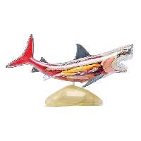 مولاژ کوسه ماهی