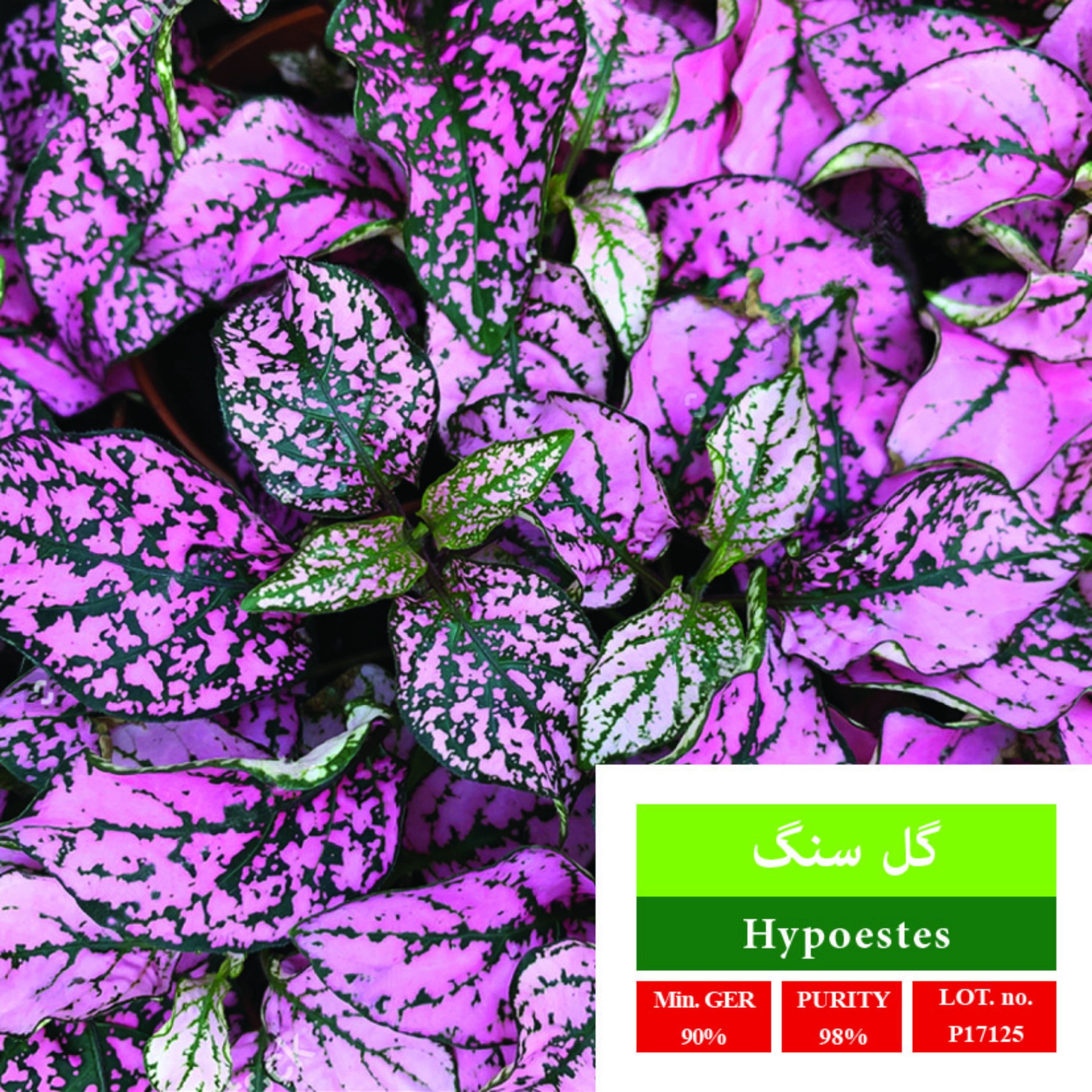 بذر گل ،گل سنگ، بذر طلایی رویان