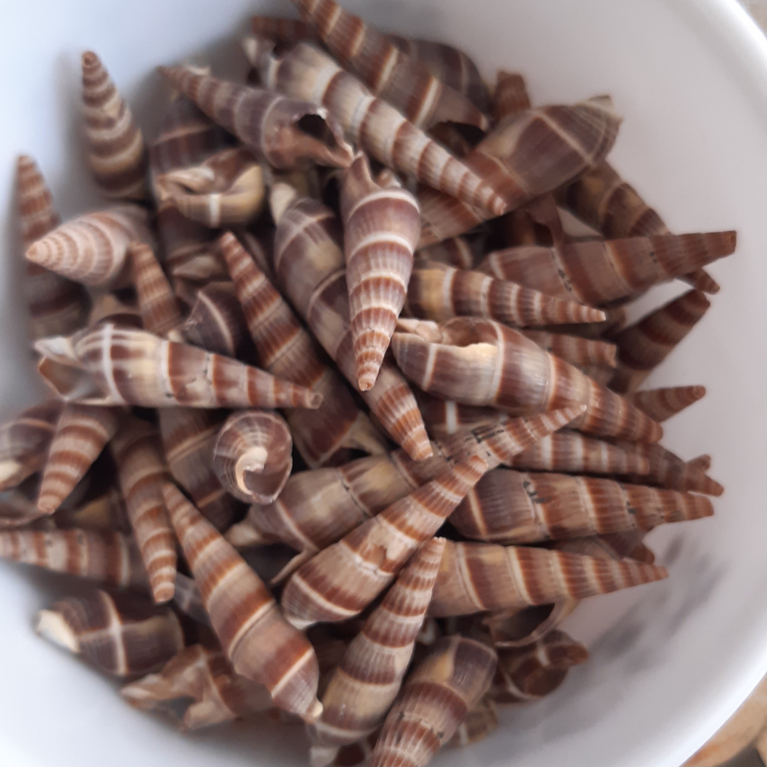 صدف سوزنی قهوه ای