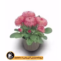 بذر گل مینا چمنی راگلی (Roggli) بیناری