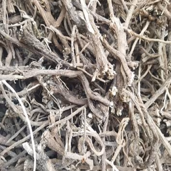 ریشه کاسنی 110 گرمی 