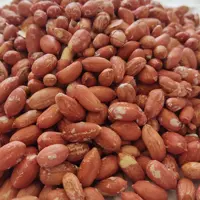بادام زمینی 10 کیلویی امساله آستانه درشت به قیمت عمده(ارسال رایگان)