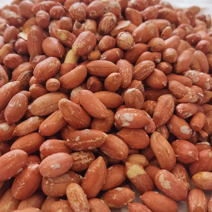 بادام زمینی 10 کیلویی امساله آستانه درشت به قیمت عمده(ارسال رایگان)