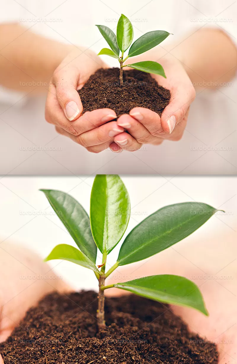 عکس درختکاری با کیفیت | گرافیک با طعم تربچه