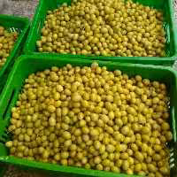 زیتون کنسروی باهسته،(مخلوط،ریز،درشت)