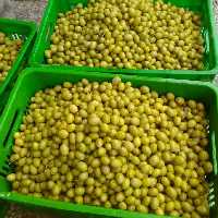 زیتون کنسروی باهسته،(مخلوط،ریز،درشت)