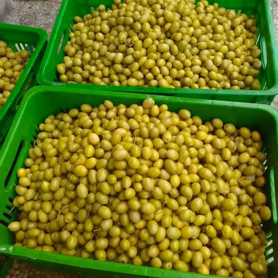 زیتون کنسروی باهسته،(مخلوط،ریز،درشت)