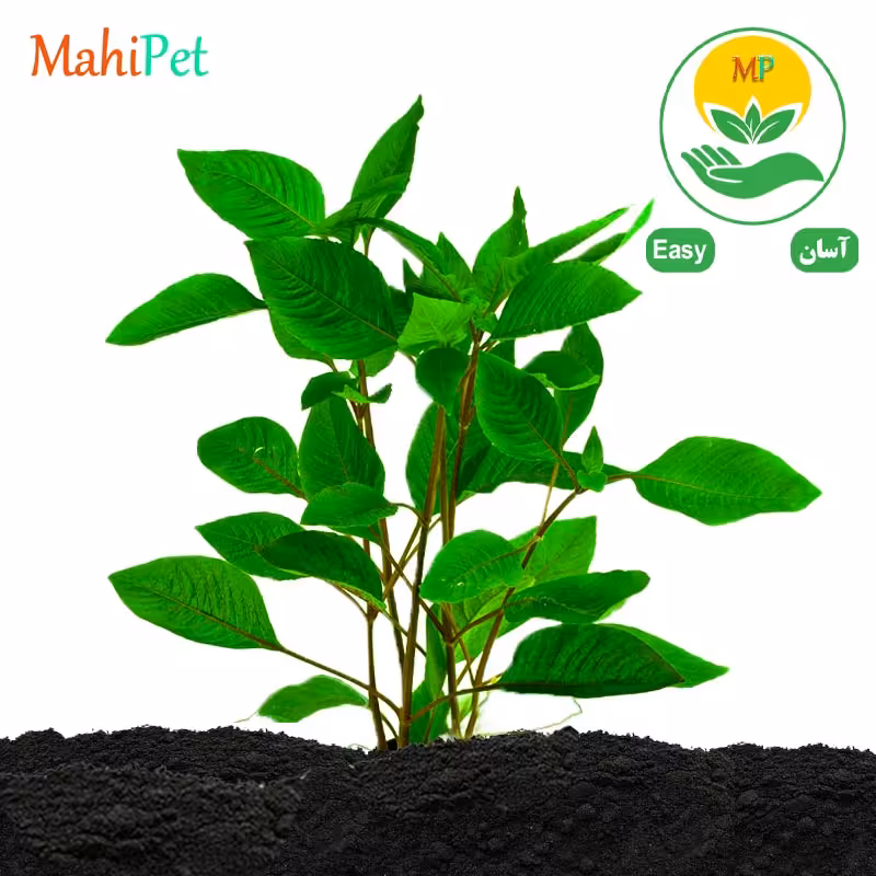 گیاه هایگروفیلا کوریمبوسا - سیبی پایه بلند (گلدانی)