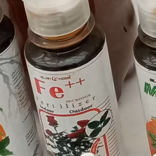 کود  اهن عامل سبزینگی و فتوسنتز گیاه 