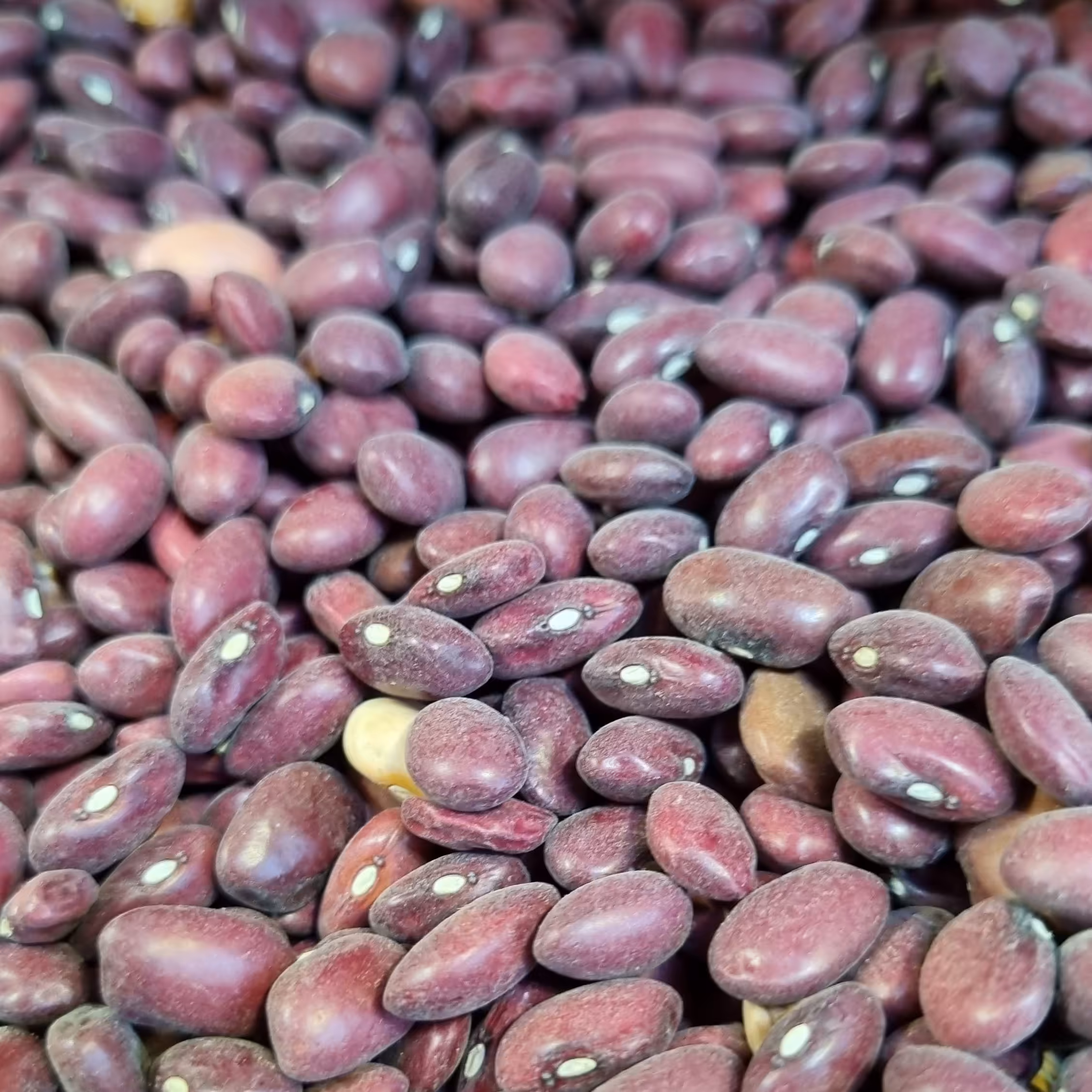 بهترین قیمت لوبیا قرمز نیم کیلویی با بهترین کیفیت 