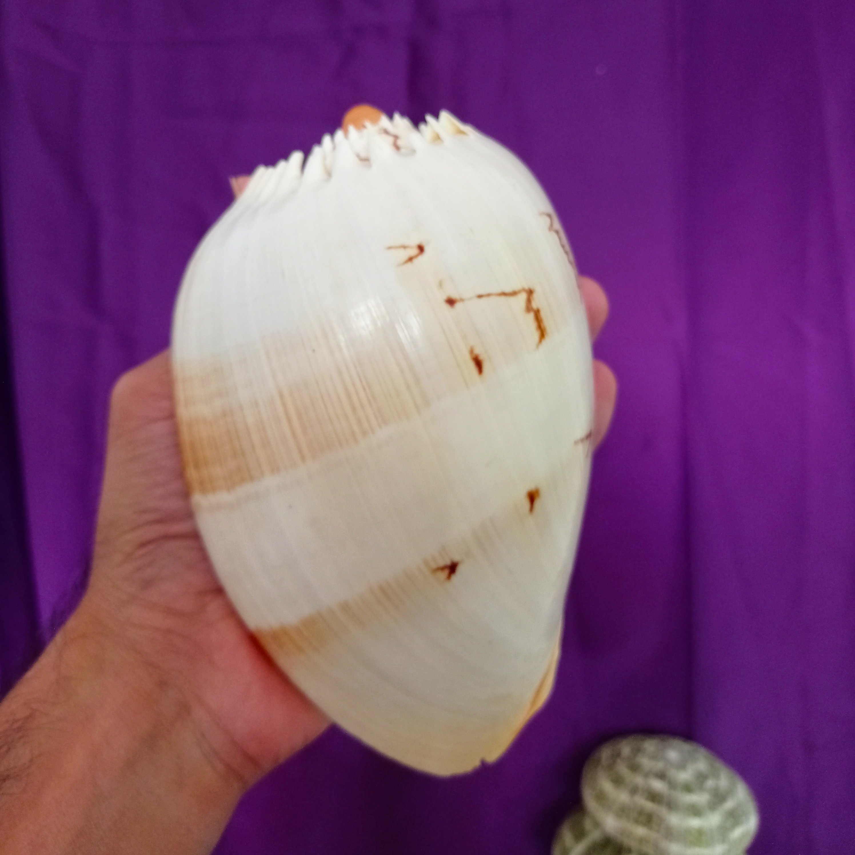 صدف خربزه ای یا صدف ملو خاردار وارداتی و کلکسیونی طبیعی