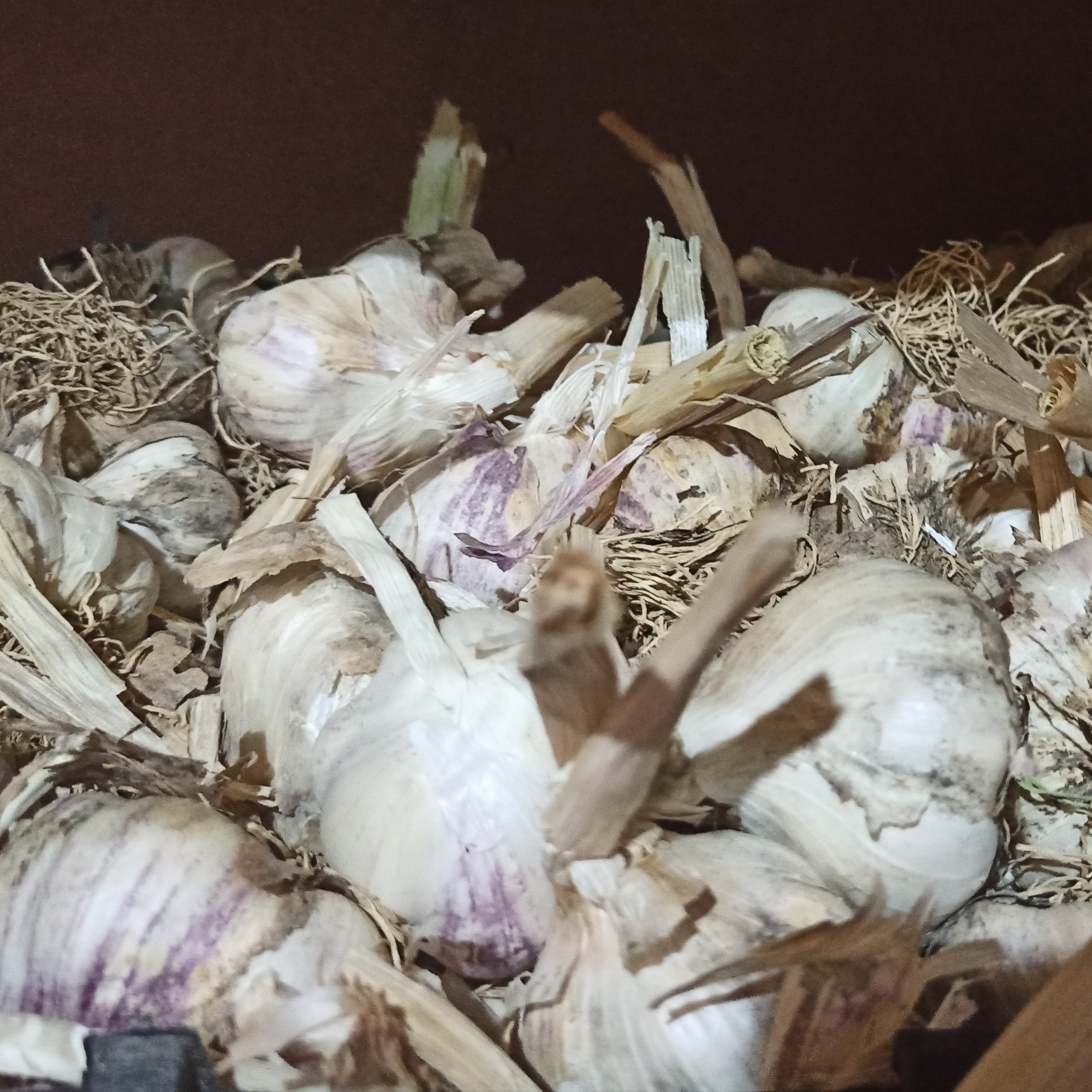 سیر تویسرکان مغزی ترین سیر دنیا
