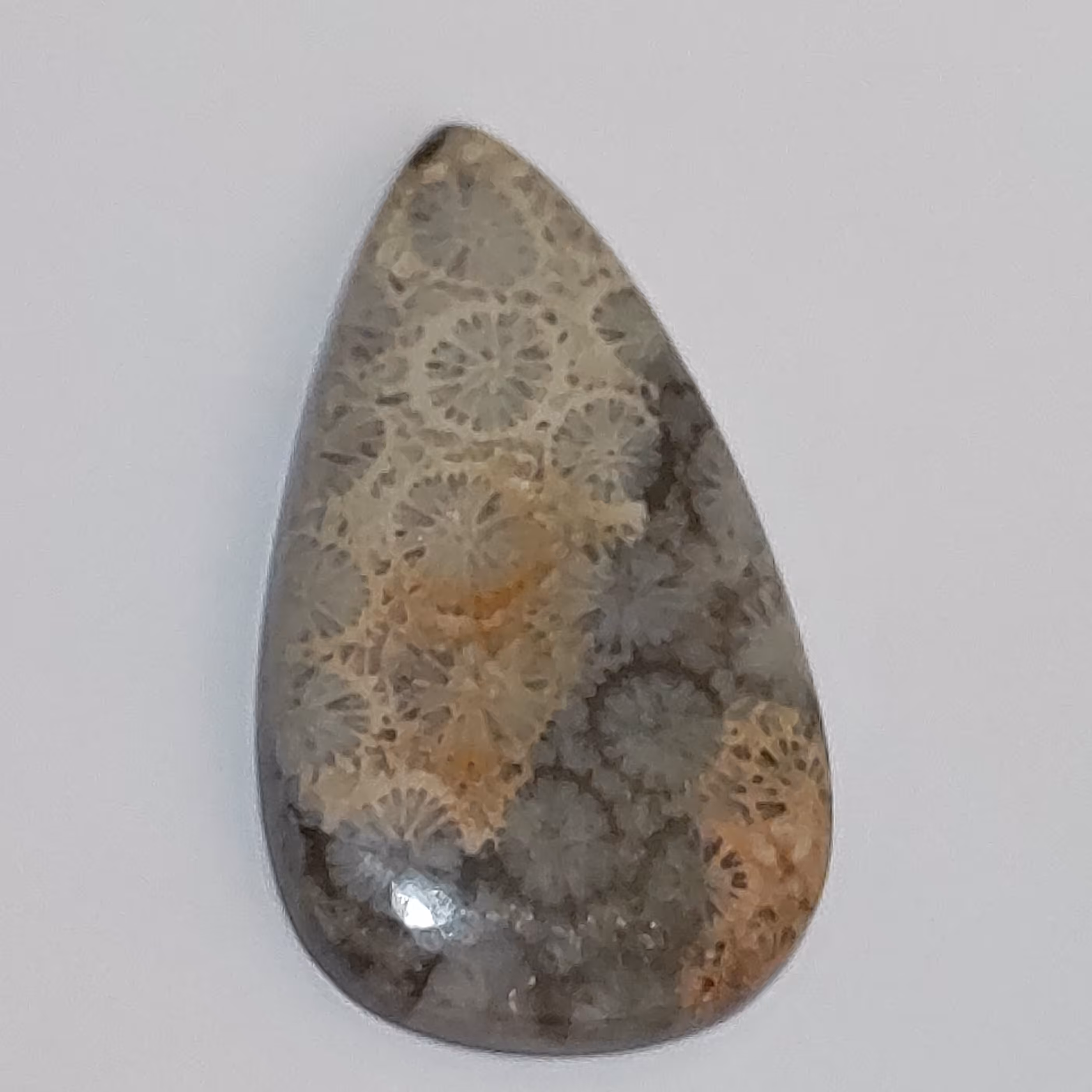 سنگ فسیل مرجان طبیعی و اصل با نقش عالی قدمت بالا  کلکسیونی کد کالا bw23