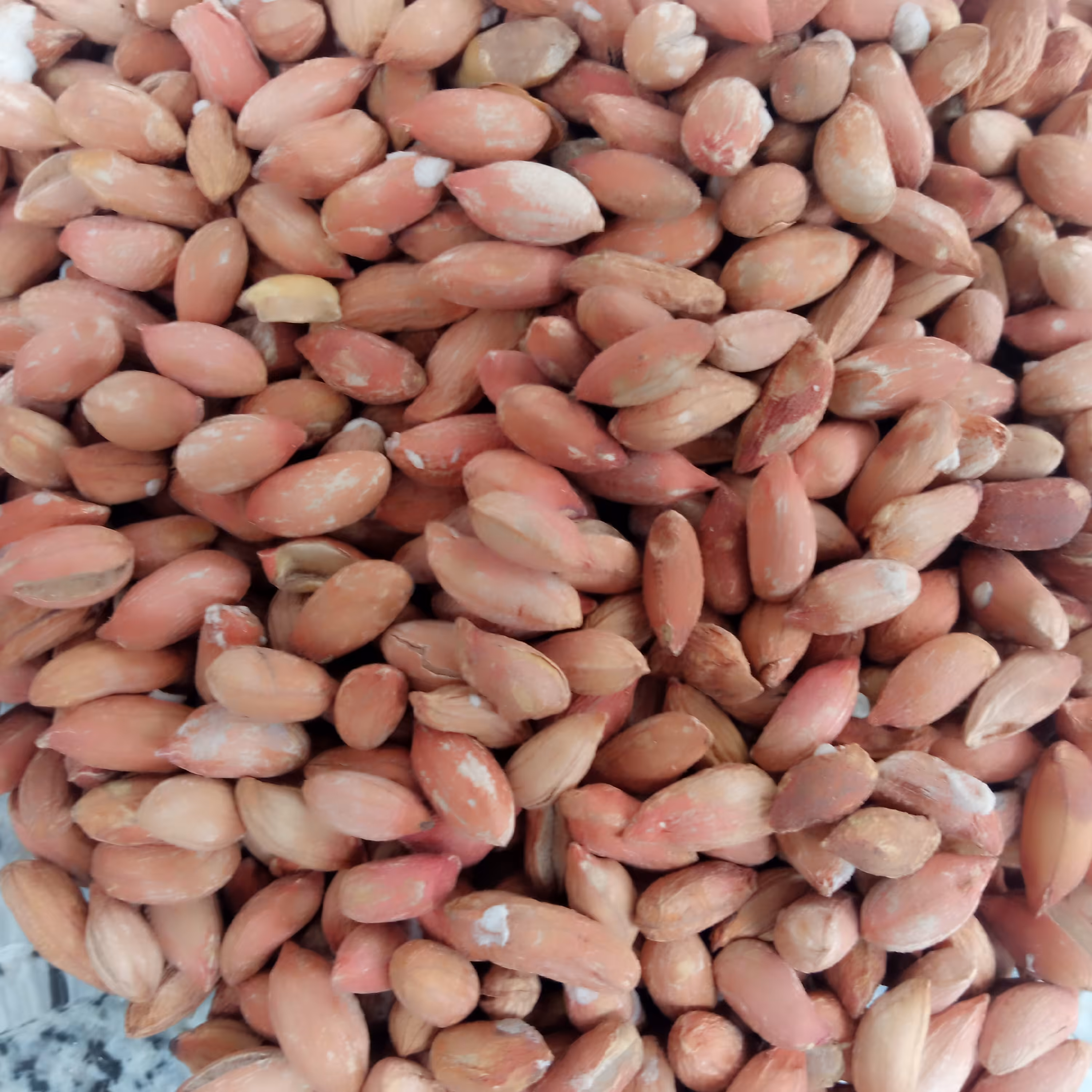 بادام زمینی ریز(ریز 2)  آستانه اشرفیه 1000 گرمی  محصول 1402