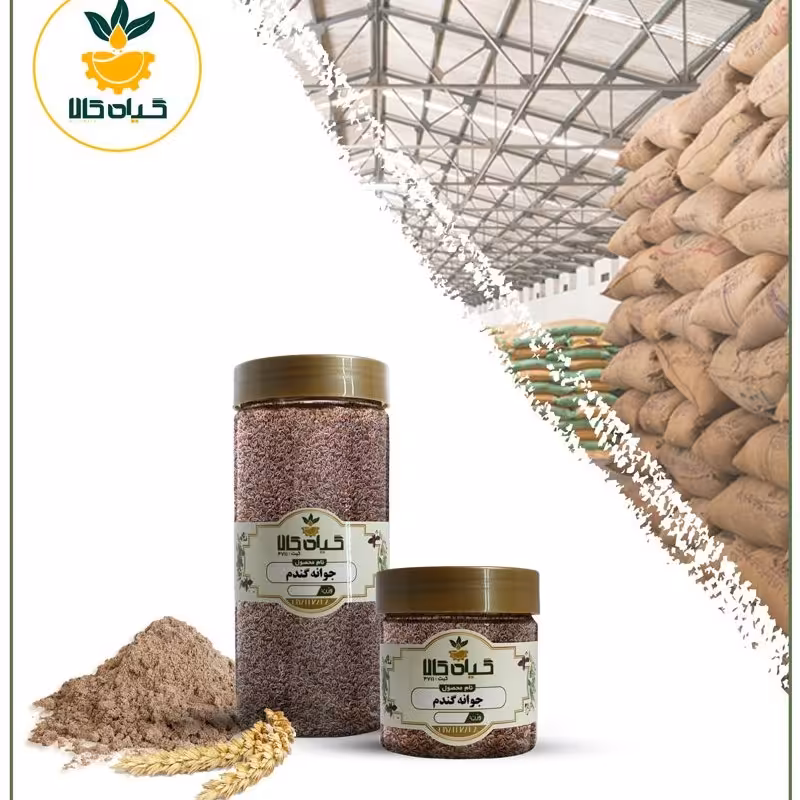 بذر جوانه گندم بار امسالی و تازه 65 گرمی