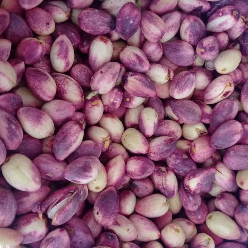 پسته تر و تازه بسیار مرغوب از فیض آباد مه ولات خراسان رضوی بسته نیم کیلویی