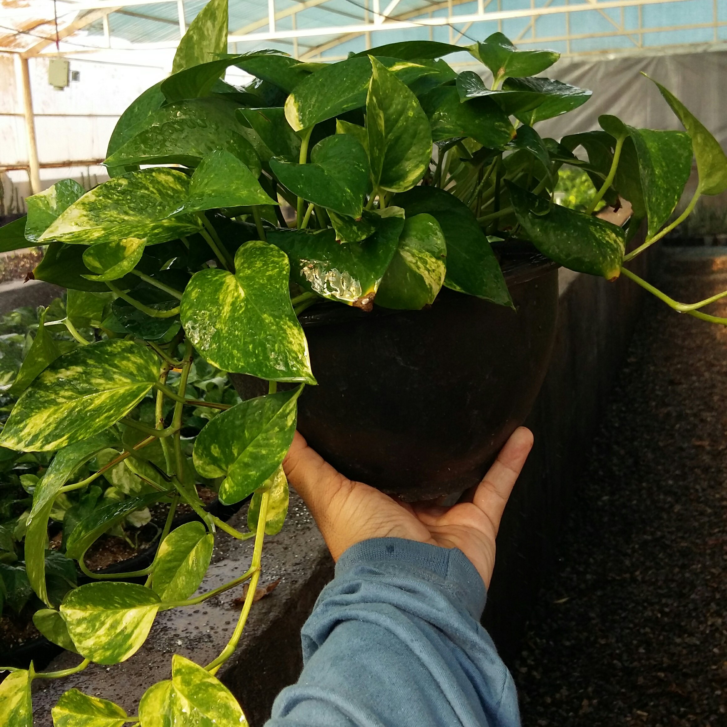 گیاه آپارتمانی پتوس