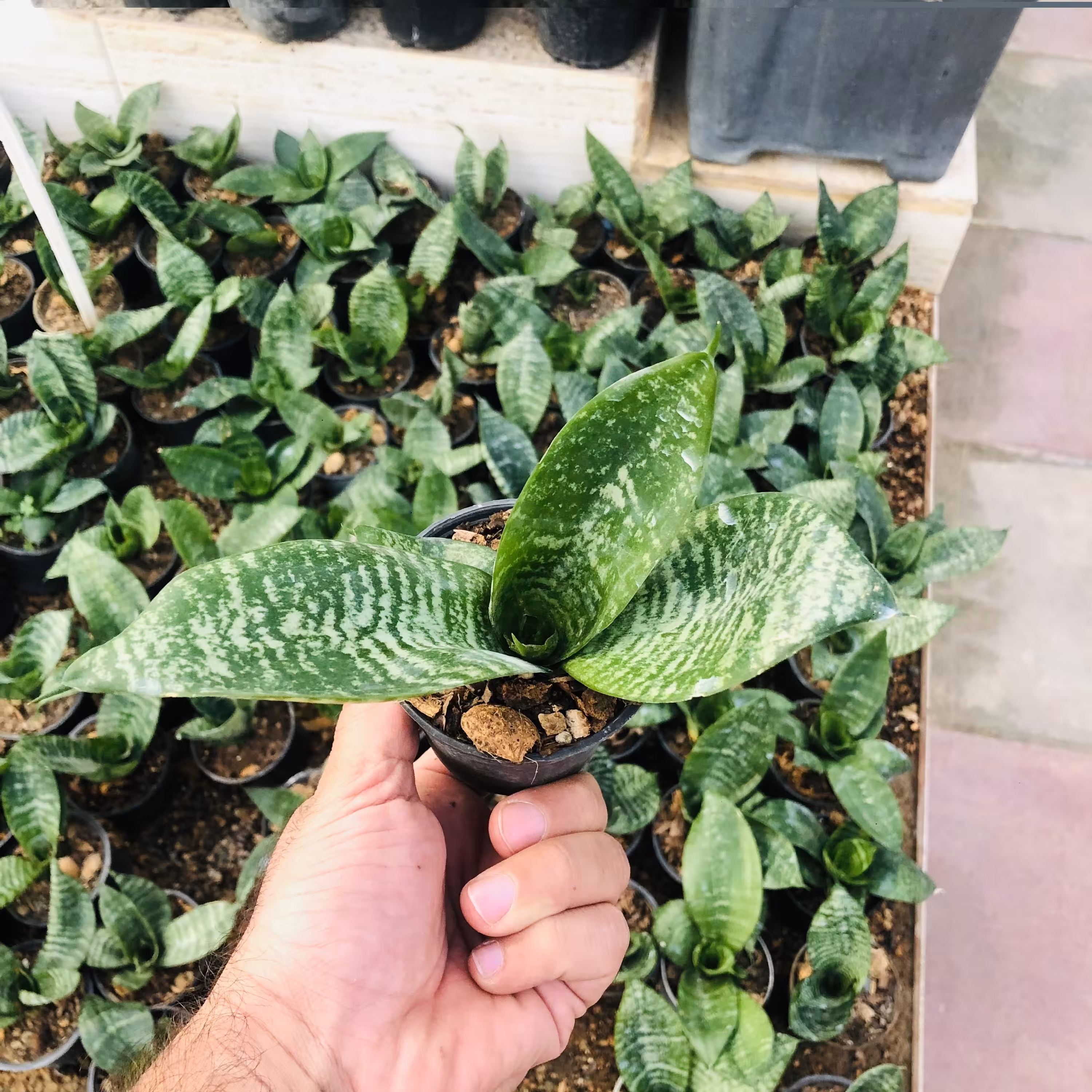 پک 16تایی سانسوریا پا کوتاه سایز 8 یا سانسوریا پاکوتا هزینه ارسال بصورت پسکرایه بامشتری