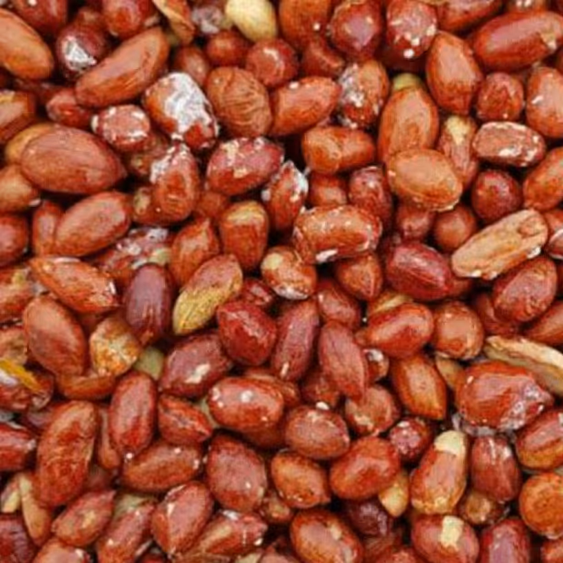  بادام زمینی (مغز) ریز و نمکی و خوشمزه 