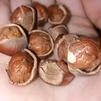 فندق  ایرانی تازه ممتاز اعلا