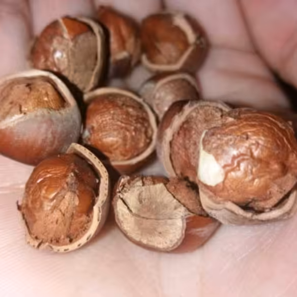 فندق  ایرانی تازه ممتاز اعلا