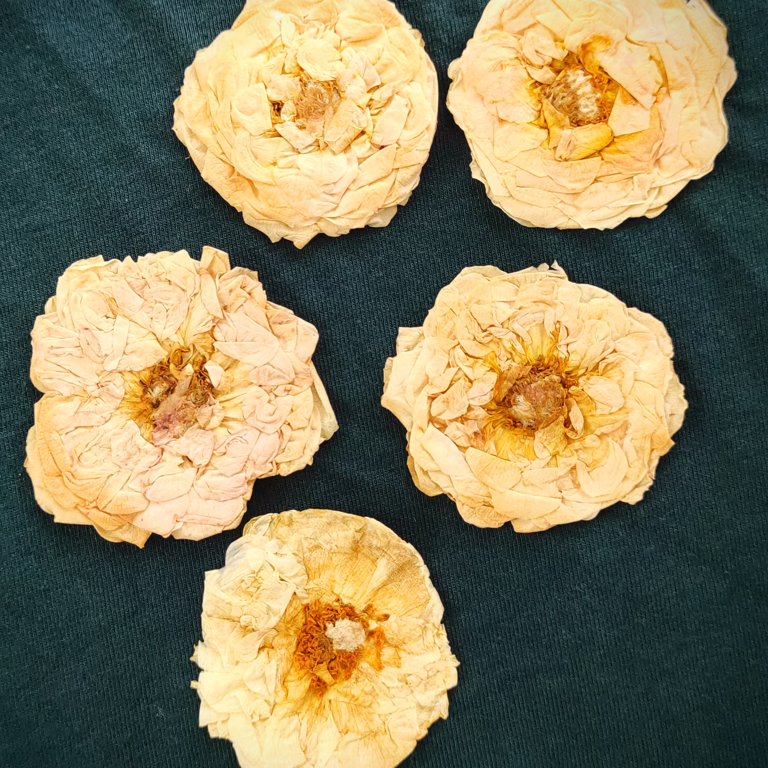 خرید گل خشک شده مخصوص رزین مدل گل نسترن زرد بسته 5 تایی