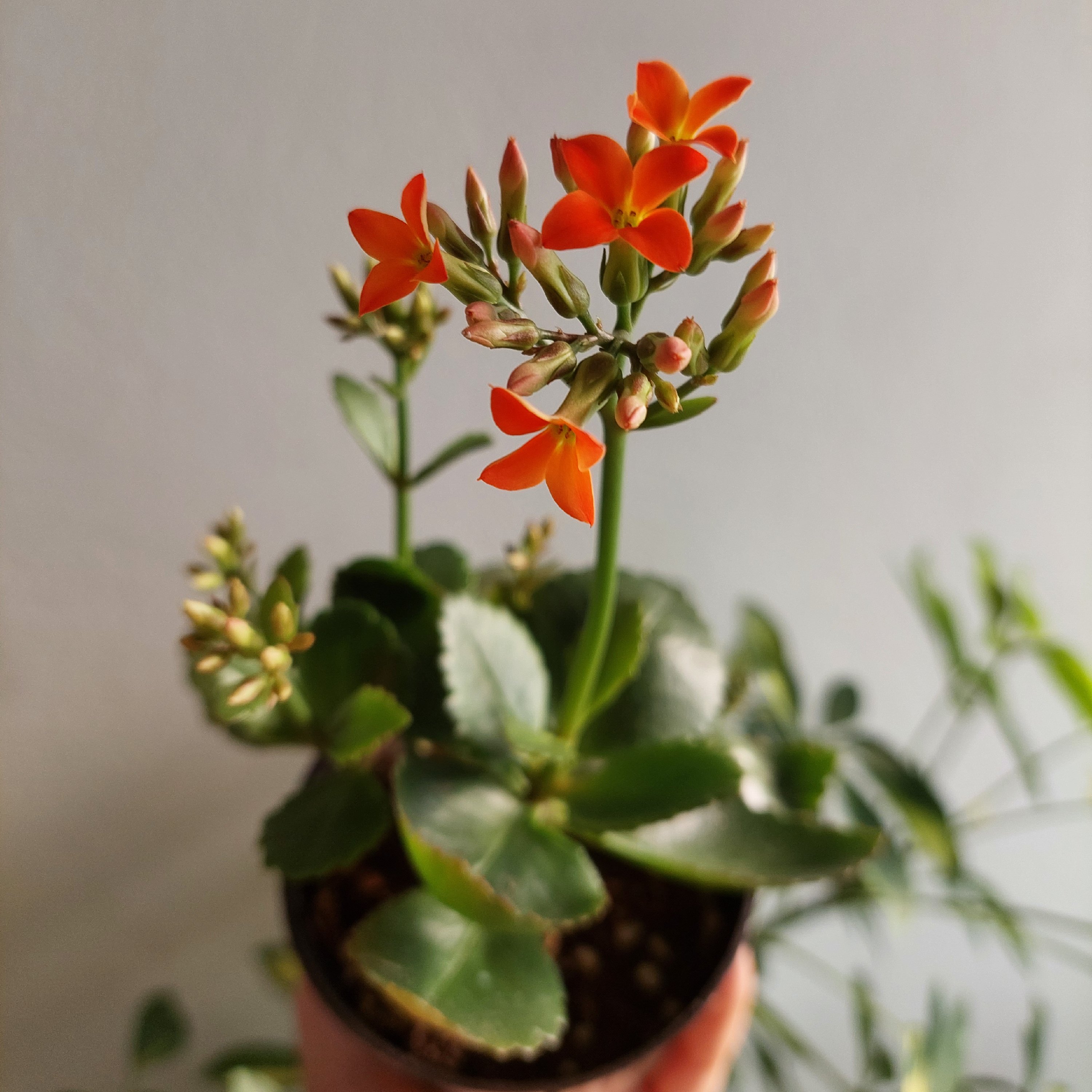 کالانکوئه(گل نارنجی)