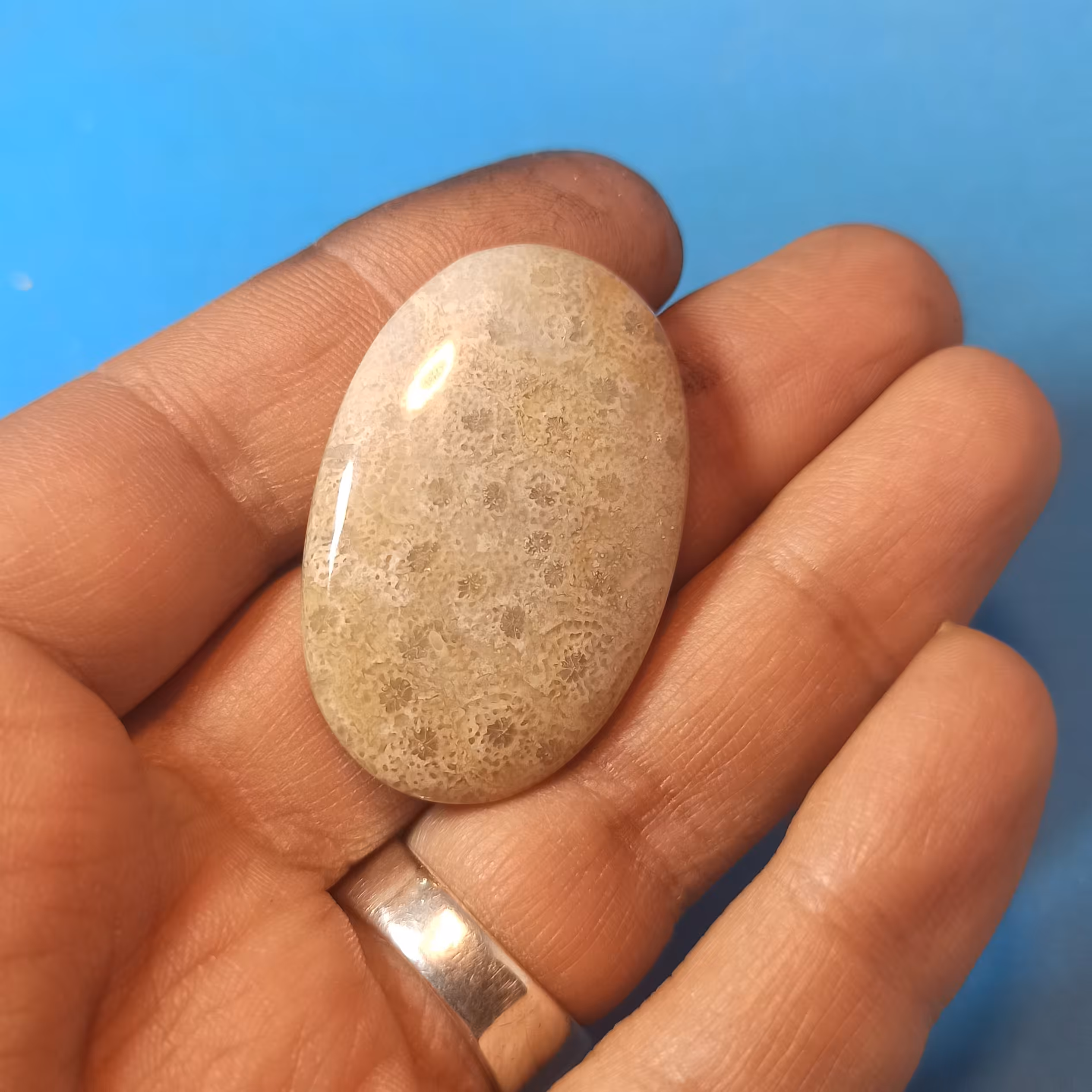 سنگ مرجان کد(2) سنگ متولدین تیر شهریور  دی فسیل طبیعی مرجان بسیار زیبا و خوش تراش و چشم گیر