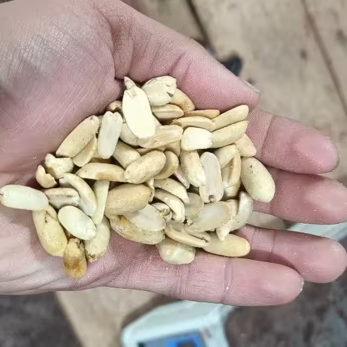 بادام زمینی آماده کره گیری درجه 1  آستانه اشرفیه کره بادام زمینی 