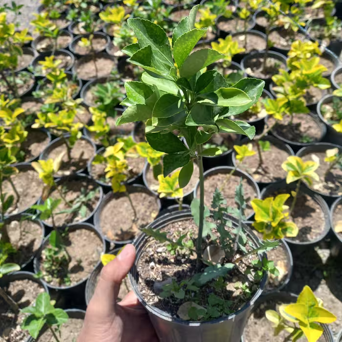 گل شمشاد سبز ، همیشه سبز برای فضای سبز