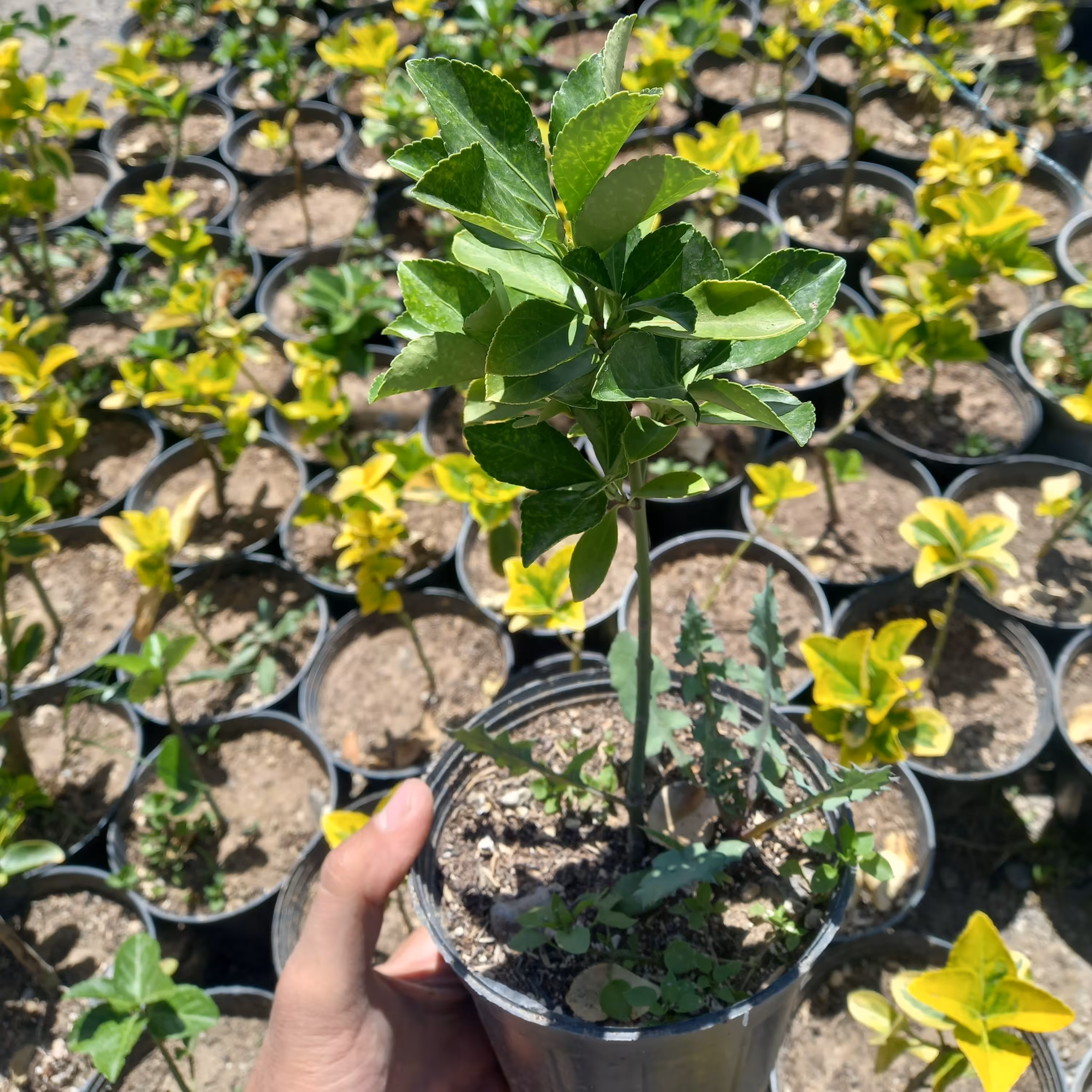 گل شمشاد سبز ، همیشه سبز برای فضای سبز