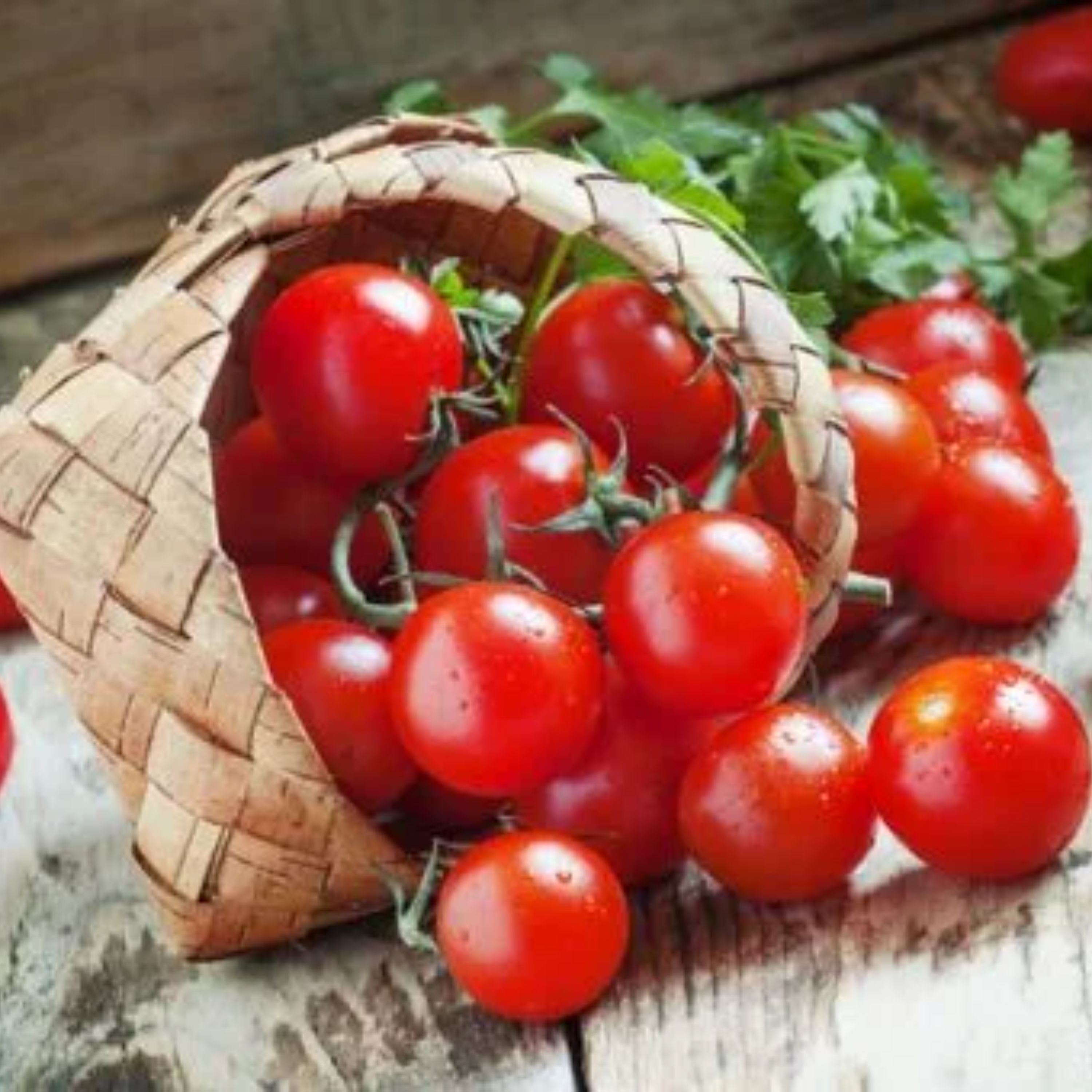 بذر گوجه فرنگی گیلاسی قرمز هیبرید ژاپنی بسته 5 عددی