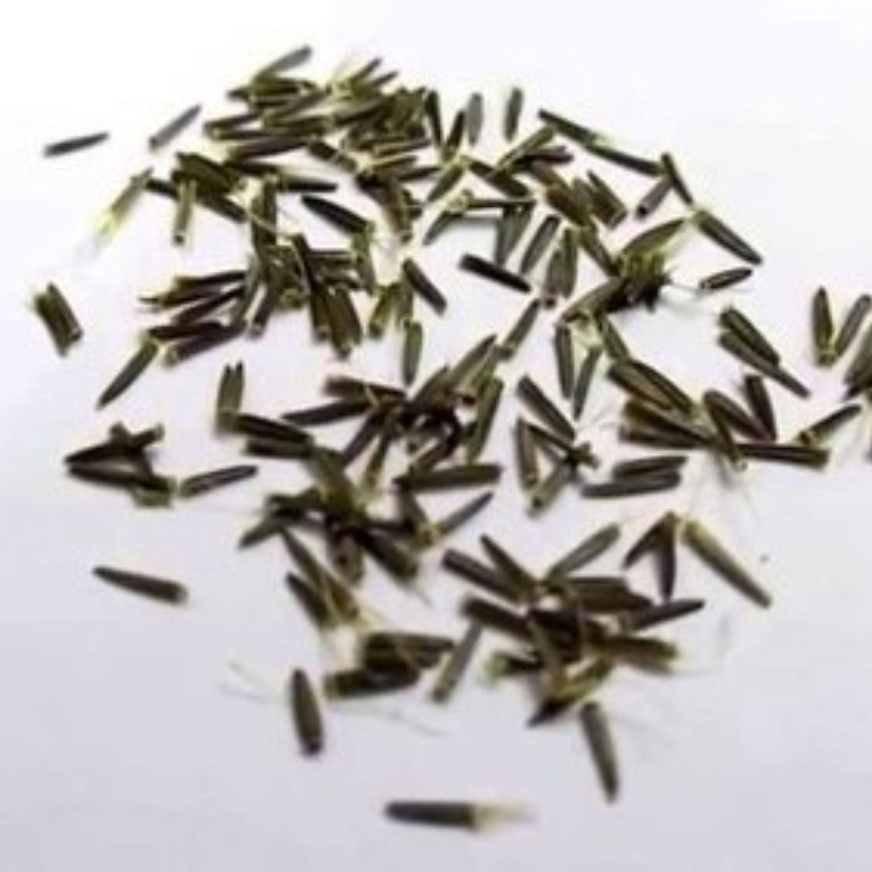 بذر استویا (10 گرم)