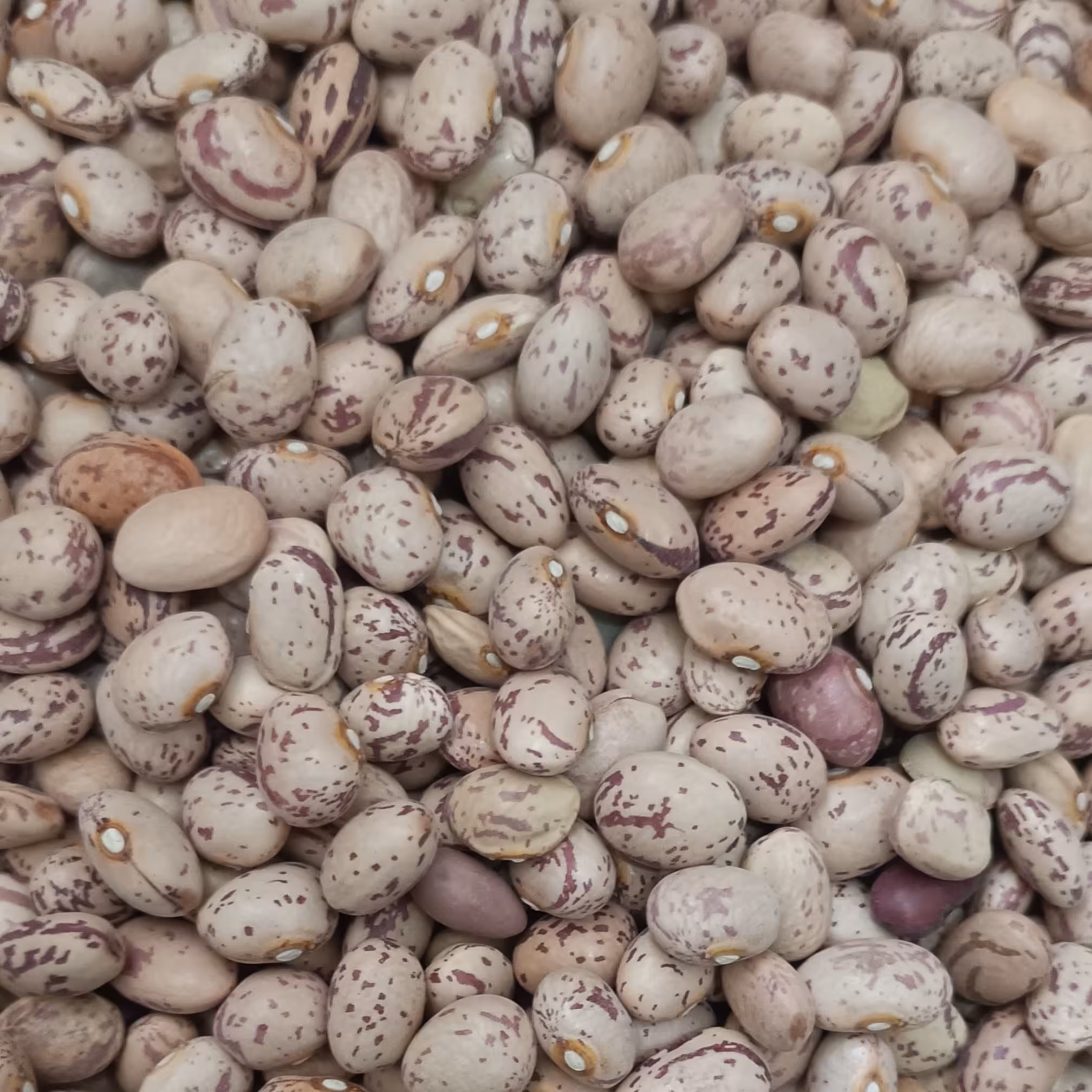 لوبیا چیتی درجه یک پاک شده (یک کیلویی)