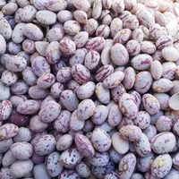 لوبیا چیتی  خوشپخت 10 کیلویی(ارسال رایگان)