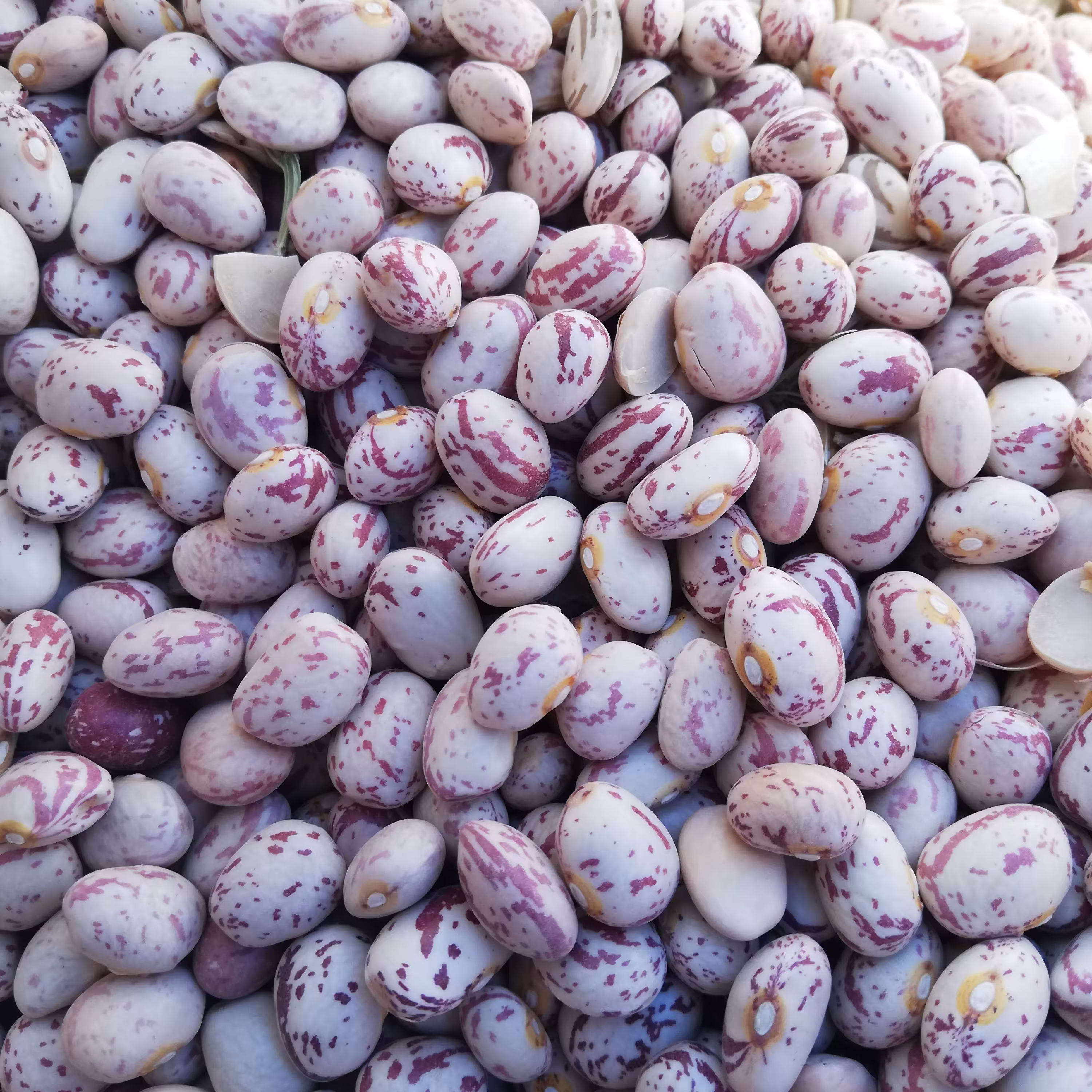 لوبیا چیتی  خوشپخت 10 کیلویی(ارسال رایگان)