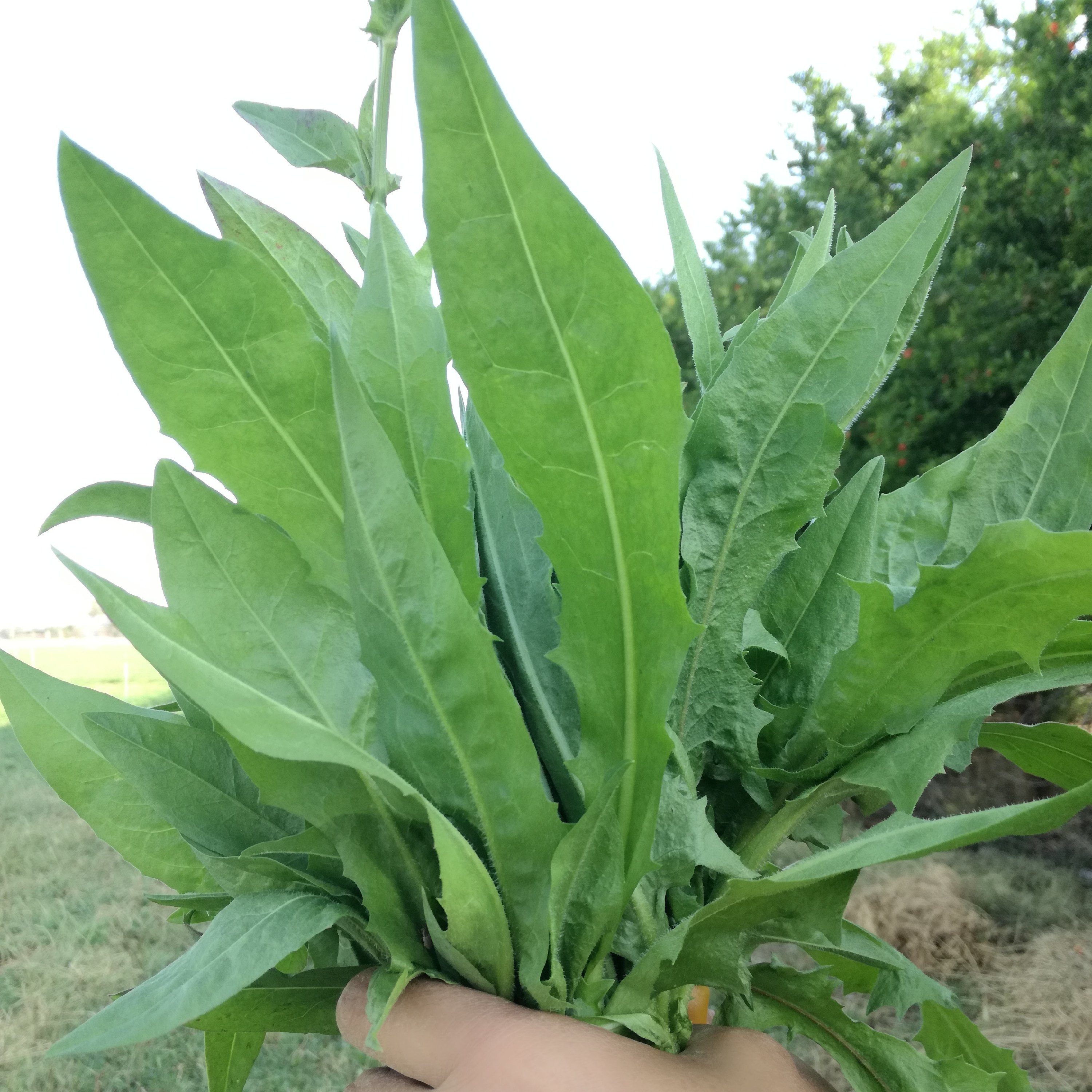 عرق کاسنی وحشی سنتی به شرط اصلی بودن