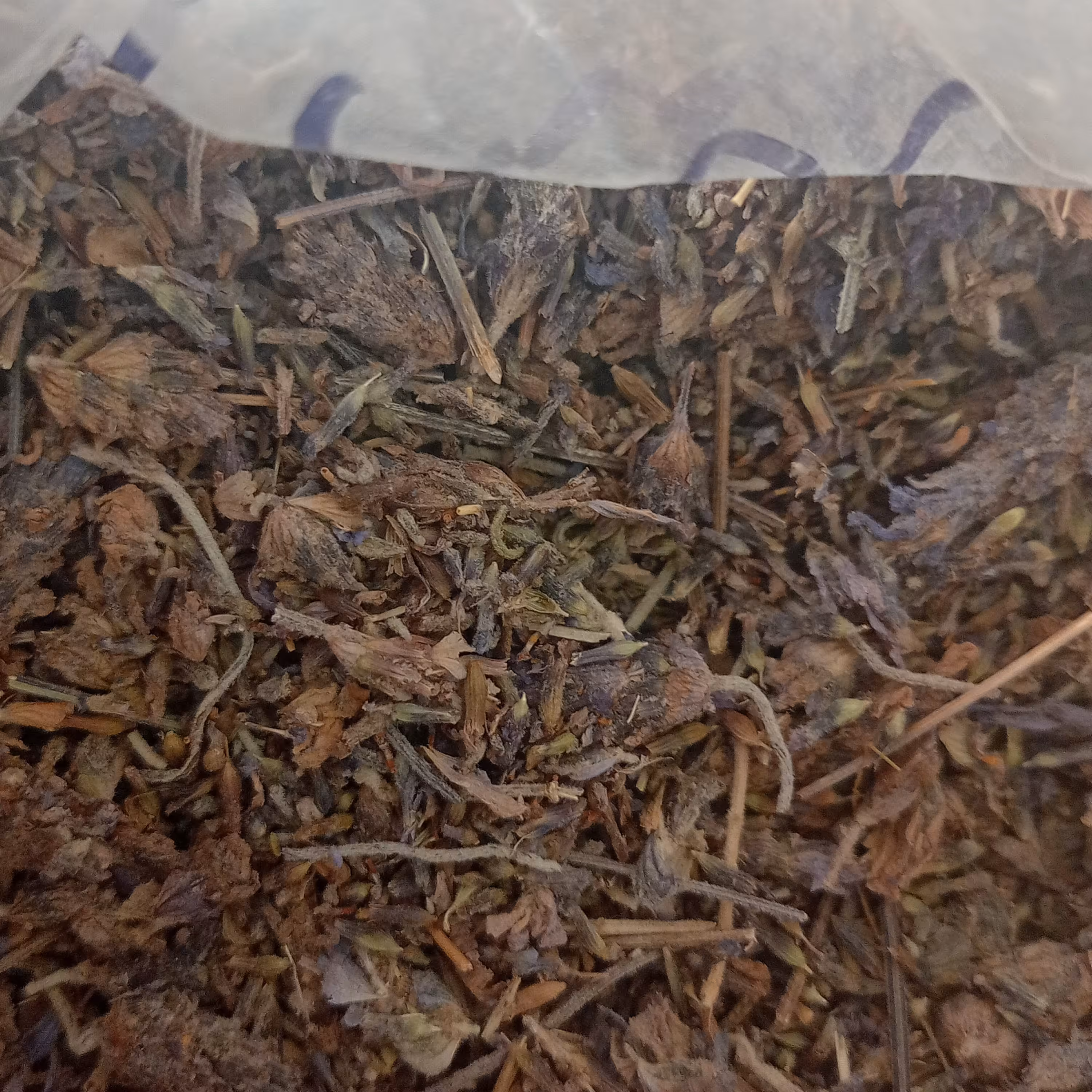 اسطوخودوس  خارجی