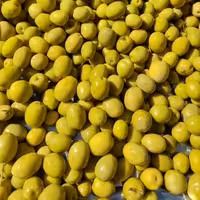 زیتون اعلا نظری