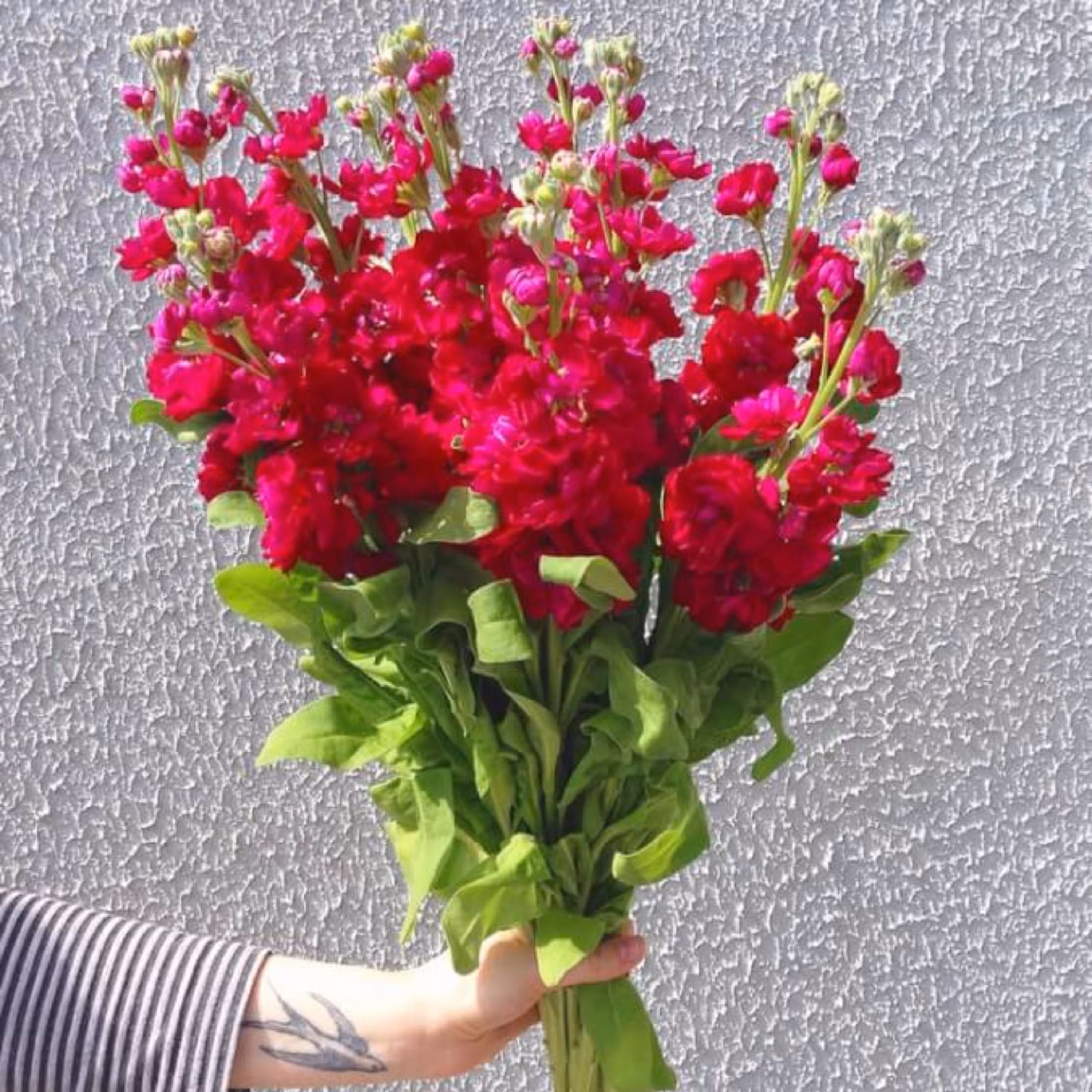 بذر گل شب بو شاخه بریده پیلاستر قرمز هلندی بسته 30 عددی