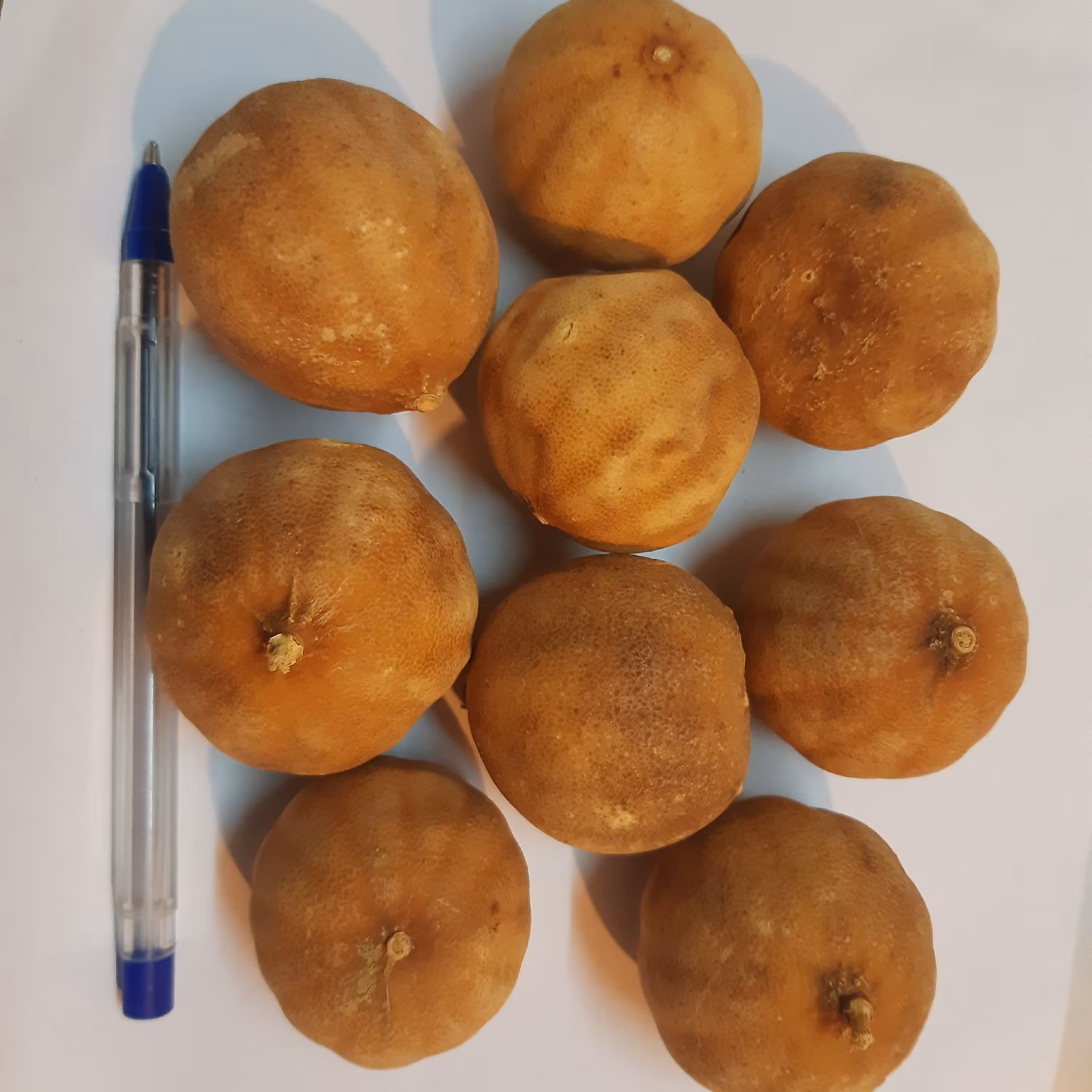 لیموعمانی درشت 100گرم چاشنی خاتون