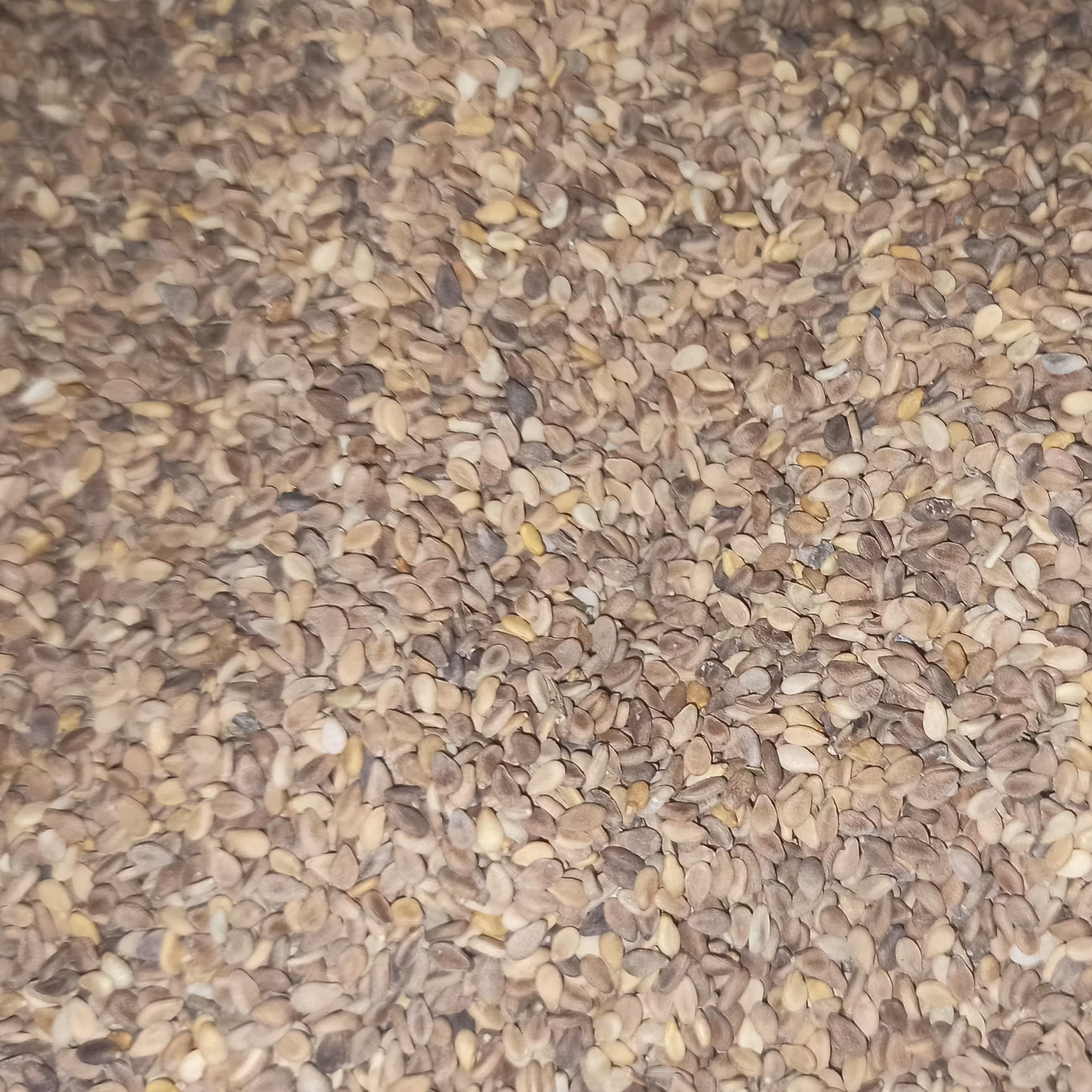 کنجد درجه 1 (1کیلوگرم)