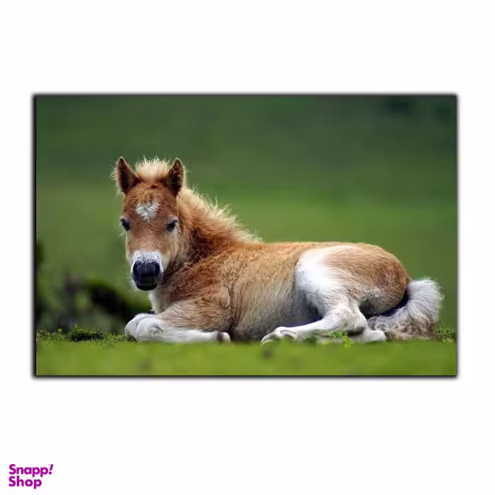 تابلو شاسی بکلیت طرح کره اسب مدل SH-7513