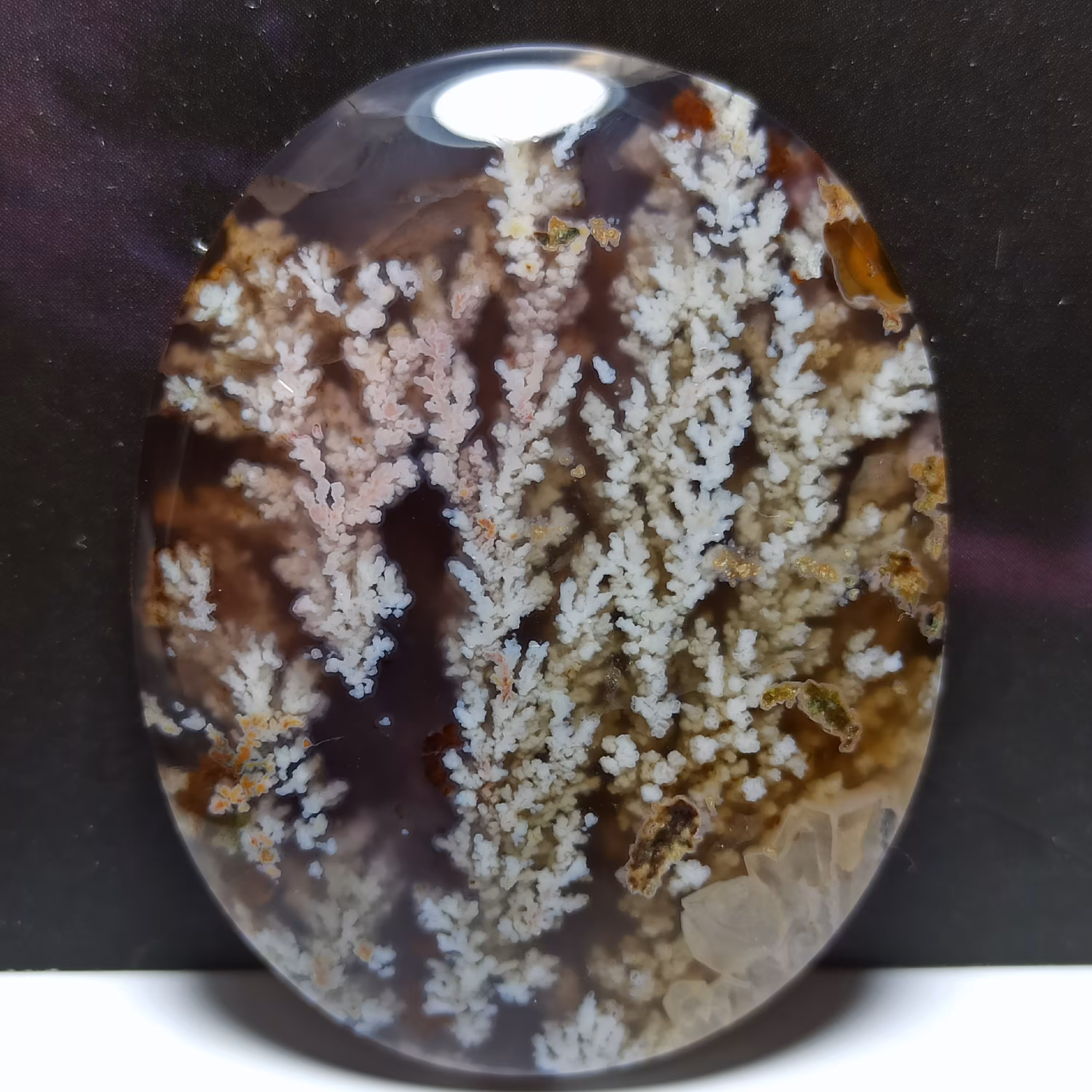 نگین شجر بزرگ شکوفه بهاری منظره زیبا 