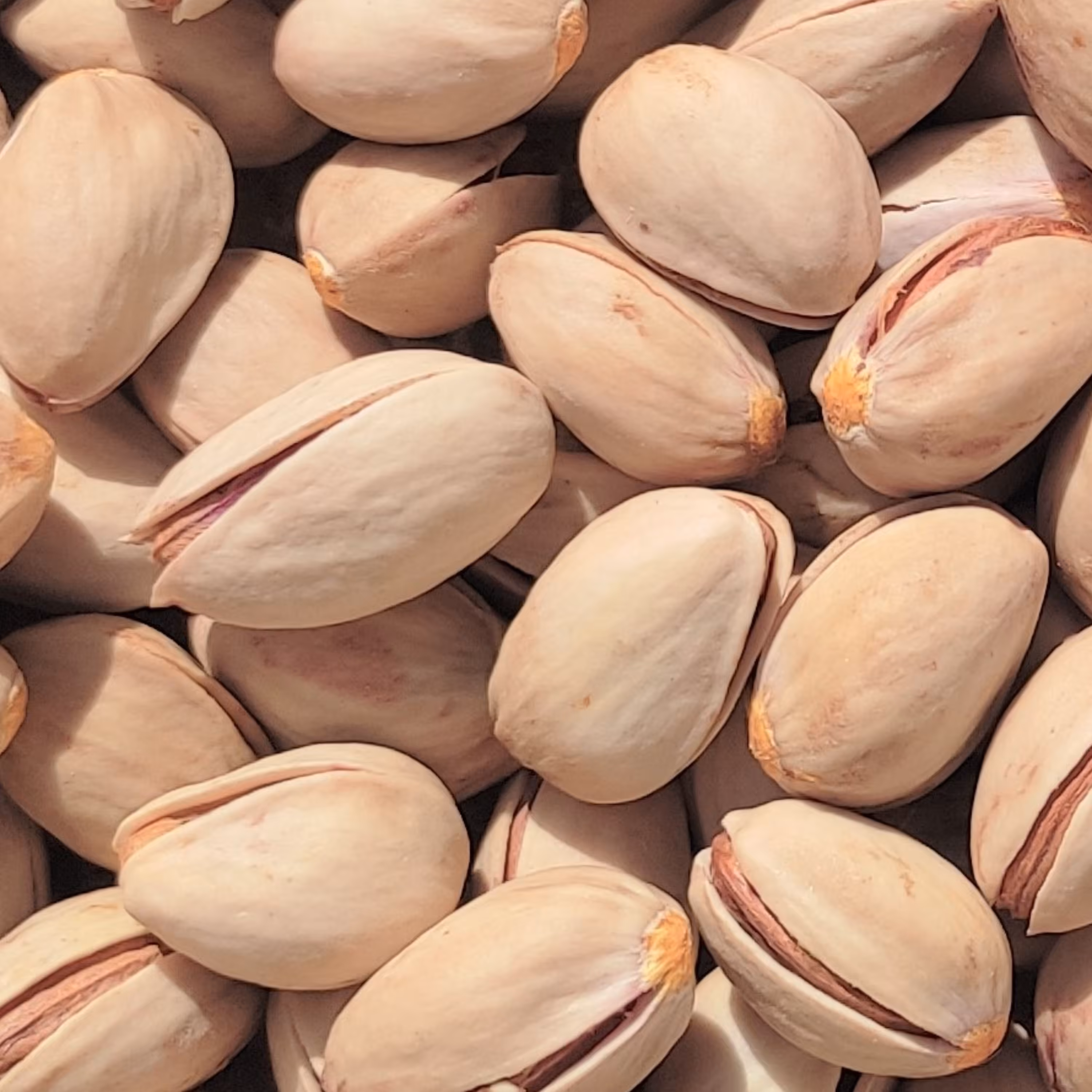 بذر  پسته احمدآباد (3عددی)