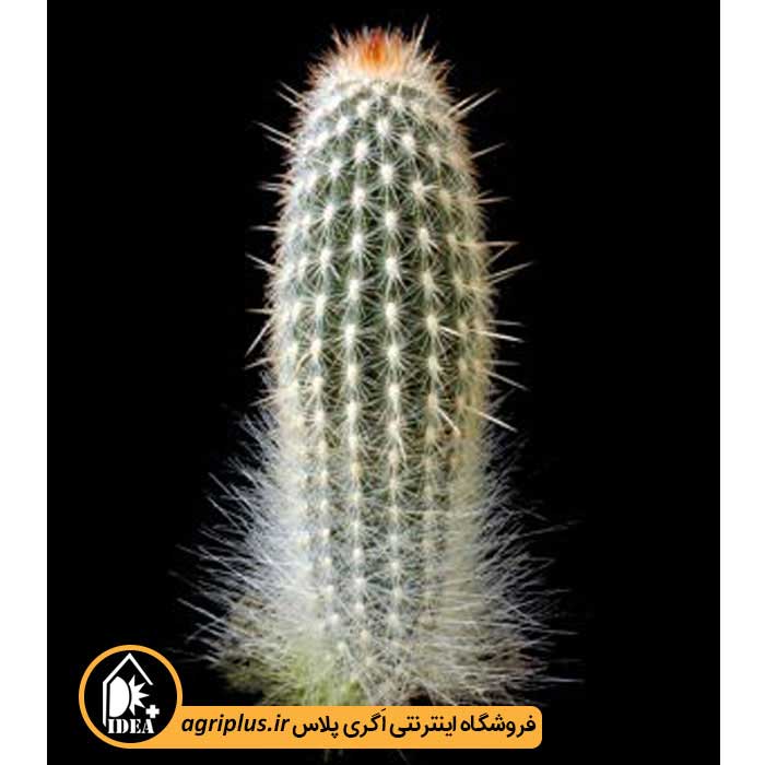 بذر کاکتوس Espostoa Mirabilis
